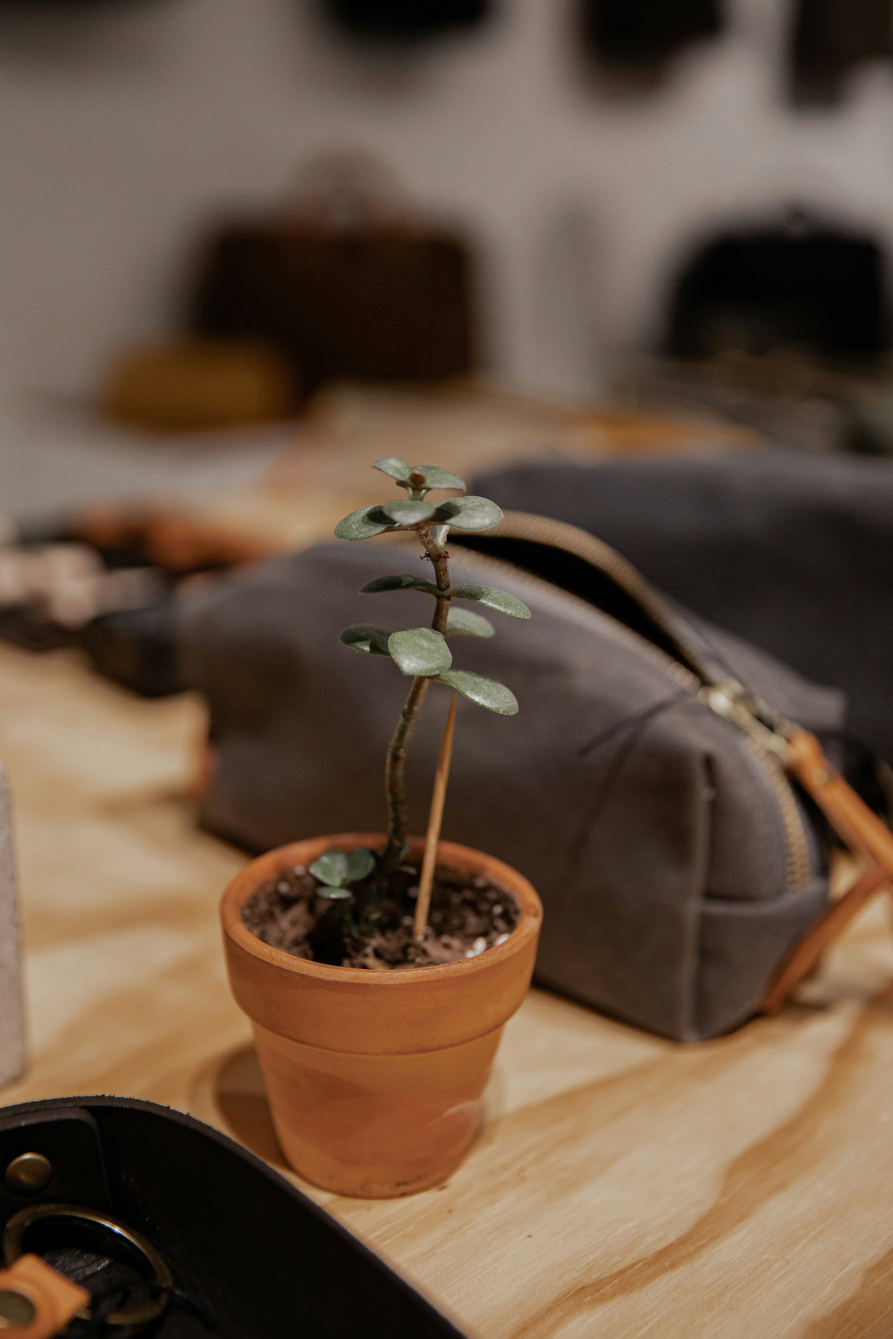 green plant on brown clay pot